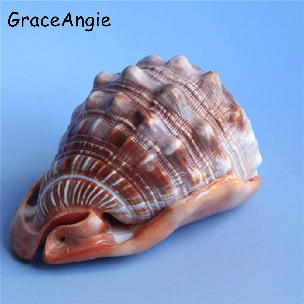 

Fashion Shell Conch Jewelry Display Show 9-11CM Natural Conch Shell Wanbao Snail Lucky Snails Home Jewelry Decorate Gift