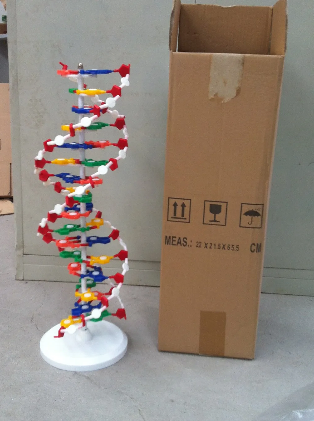 dna project model Dna model project must be: free standing or hanging twisted ladder shaped show hydrogen bonds big enough to see all the components, but no larger than 2 feet tall and 1 foot wide. dna project model Dna model project must be: free standing or hanging twisted ladder shaped show hydrogen bonds big enough to see all the components, but no larger than 2 feet tall and 1 foot wide.