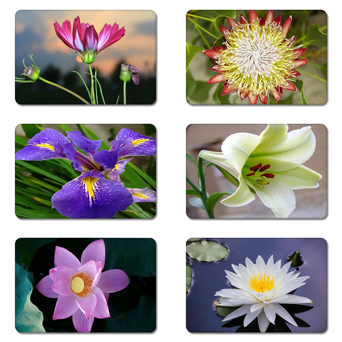 

Beautiful Lotus Flowers Cool Designs Nature Rubber Table Mouse Pad Laptop Computer Enclosure Mousepad Mat