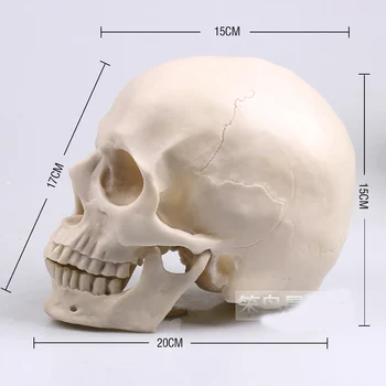 

1: 1 human skull model life size white resin skull model human skeleton model