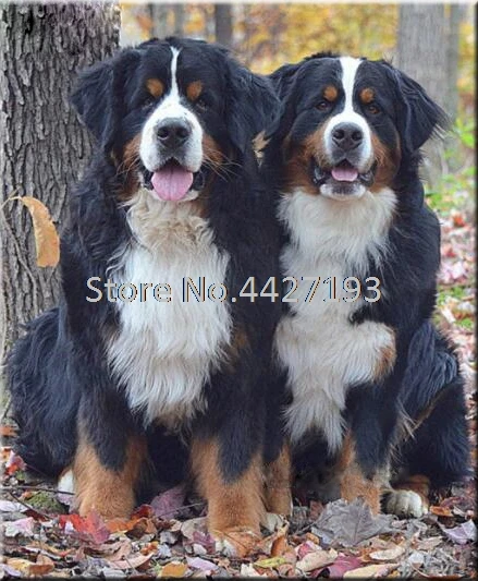 Bernese Mountain Dog DIY Full Diamond Embroidery Painting Animal Mosaic Cross Stitch Needlework Crafts Home Decoration | Дом и сад
