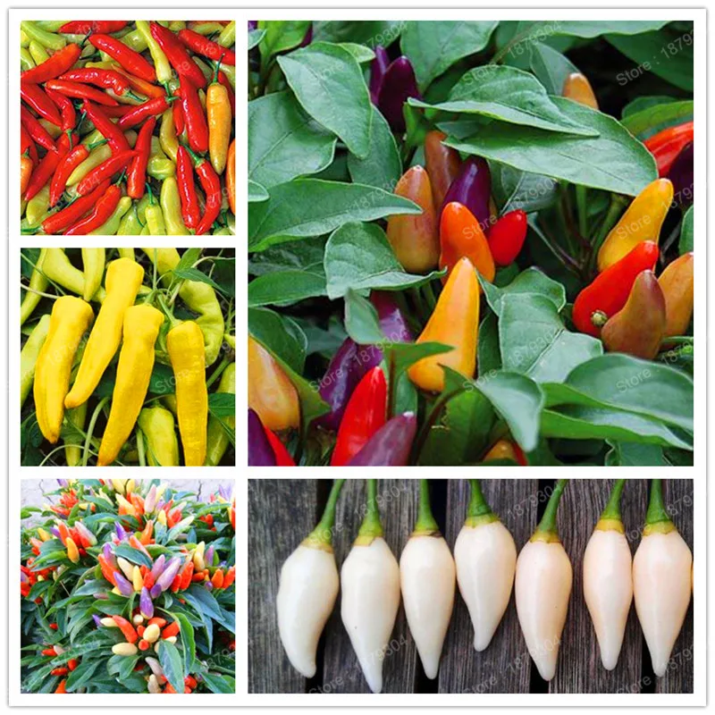 

promotion Hot Pepper vegetable plantas Ornamental mini Chili garden Mini Hot Pepper flores mixed colors bonsai plant in home 20