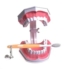 Tooth model double oral teaching model tooth model