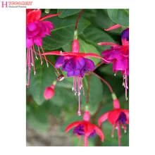 На заказ Алмазная Картина Бабочка в горшке Алмазная кофейная вышивка натюрморт Гартен Детские Большие Цветы Стразы наклейки