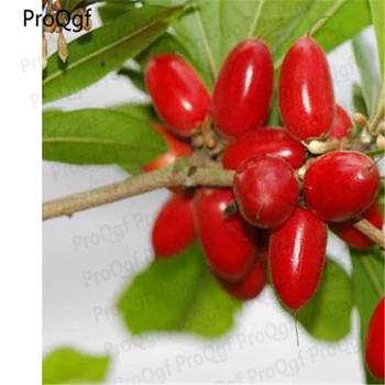

5Pcs Synsepalum dulcificum or 1000pcs Taxus wallichiana