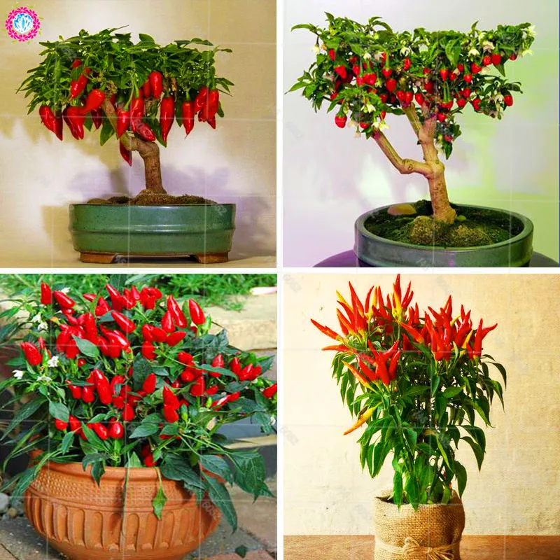 

100pcs/bag Bonsai hot pepper rare capsicum plant Different varieties of chilli vegrtable potted plants for home garden planting
