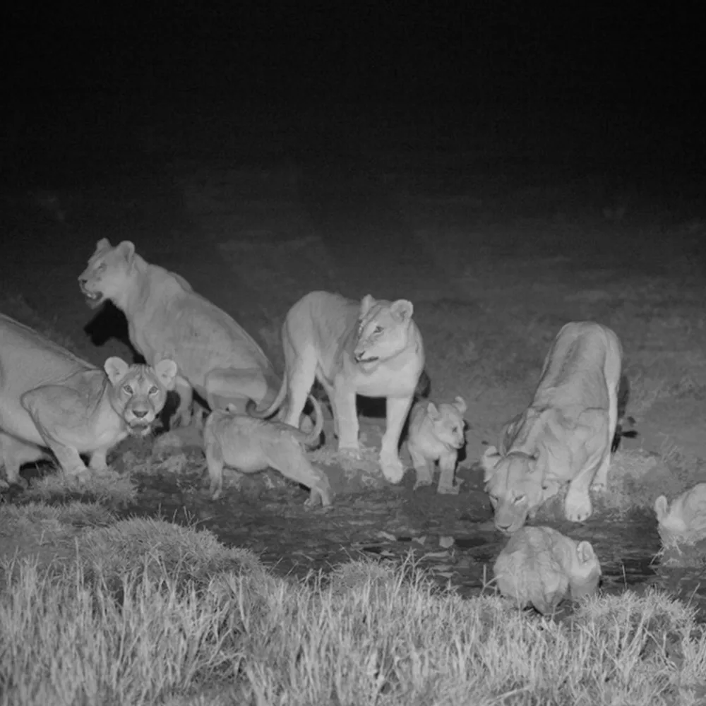 Водонепроницаемый открытый для охоты камера олень камеры с фото ловушки черный ночного видения животных камеры наблюдения дома Cam