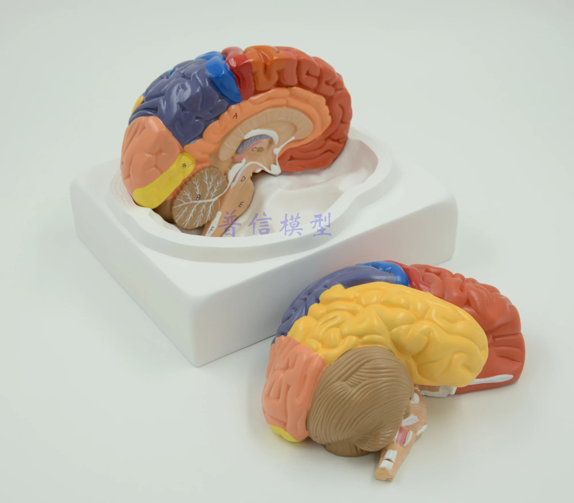 Free Shipping&brain Model, Brain Function Area Model, Human Brain
