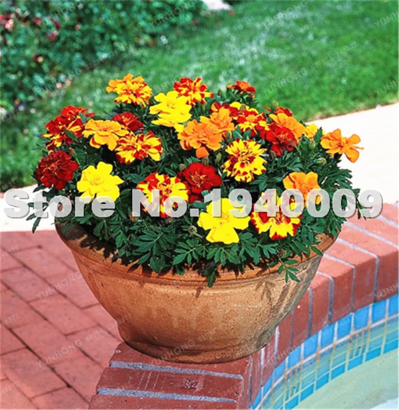 

100 Pcs/bag African Marigold French Marigold Herbs Tagetes Erecta Flower Bonsai Tagetes Flower For Home Garden Decoration Plant