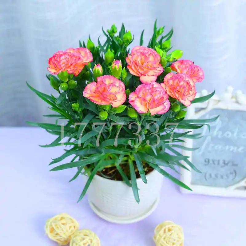 

100PCS Multicolored Carnation bonsai plant Dianthus Barbatus Mixed Colour Flower plants Perennia Bonsai Planting For Garden
