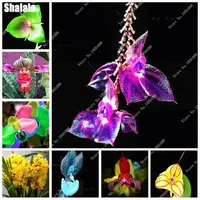 Exotic-20-Pcs-Bonsai-Pretty-Orchid-Seeds-Colorful-Flower-Seeds-Perennial-Flowers-The-Germination-Rate-95.jpg_200x200