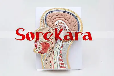 

Human Anatomical Head Section Brain Spinal Cord Viscera Medical Organ Model School Hospital