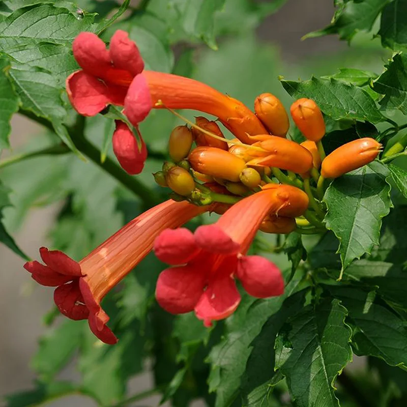 10 pcs Trumpet Vine s Campsis Radicans Flava, Huge Blooms, Vigorous
