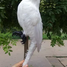 Имитация животных 45 см Белый попугай перо игрушка в виде птицы, полиэтилен и меха поделки из резины, реквизит, украшение d0314