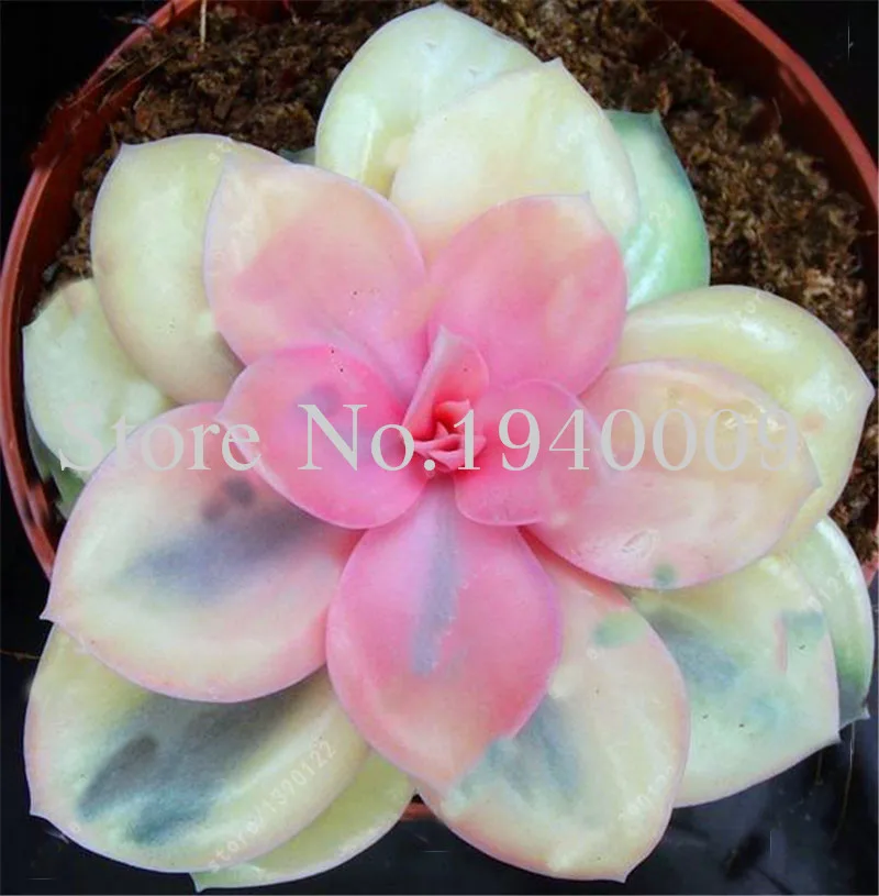 Sale 100 Rare African Mixed garden Cactus Succulent Plant Tree Purify Air Bonsai In The Heat Resistant Easy Care Creative Bonsai