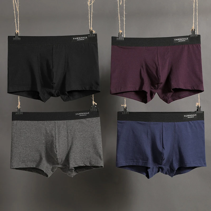 boxer (6)