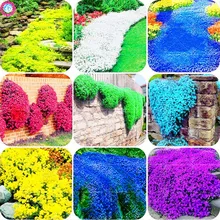 100pcs bonsai Creeping Thyme Multi color ROCK CRESS plants Perennial flower Ground cover flower garden decoration