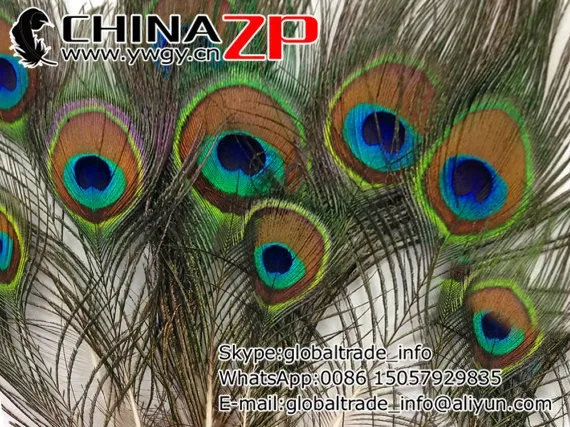 Peacock Feathers, 10 Pieces - MINI Natural Peacock Tail Body feathers 2