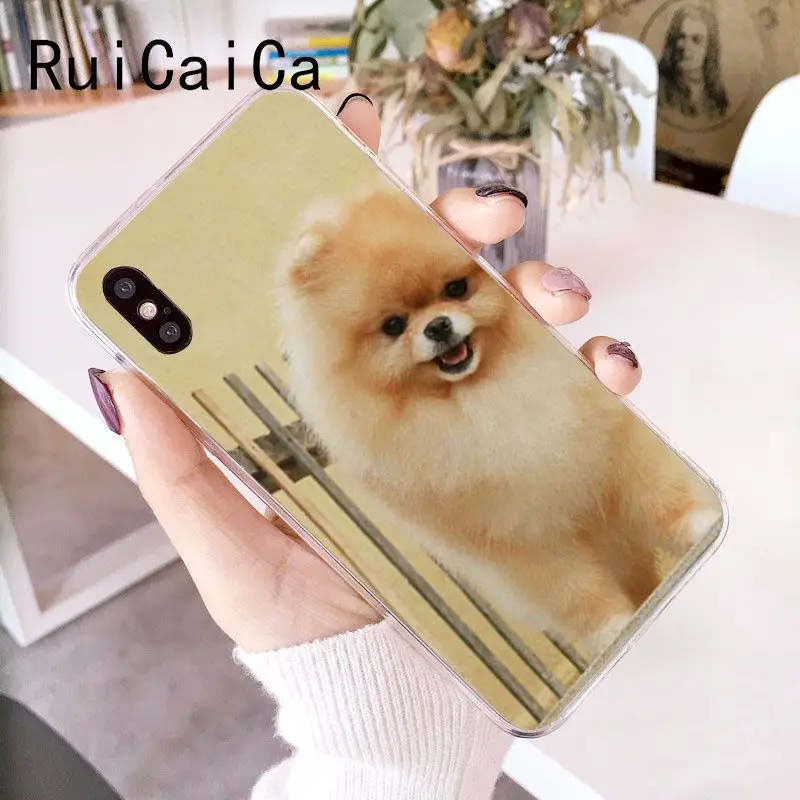Pomeranian dogs dog