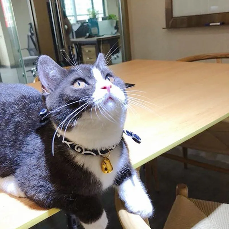 Cat Collar Baby Puppies Dog Safety Elastic Adjustable With Bell Necklace Dog Accessories Japanese Style Cat Collar Baby Puppies Dog Safety Elastic Adjustable With Bell Necklace Dog Accessories Japanese Style