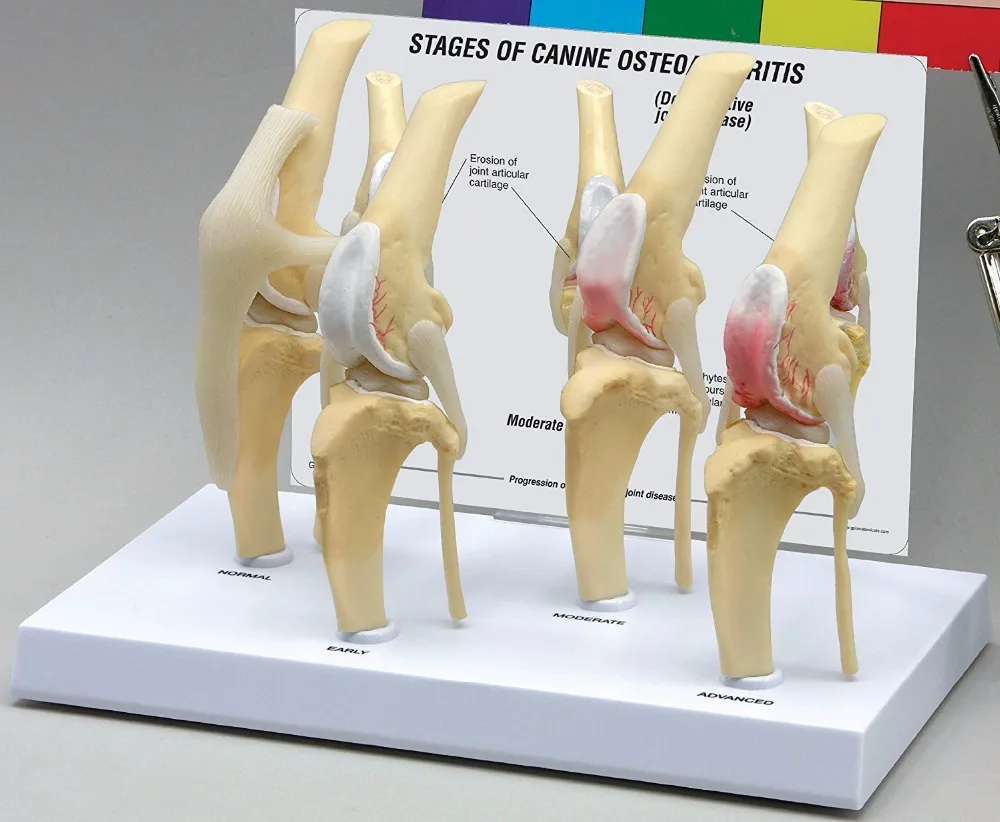 Canine Arthrose 4 stage Knie Canine/Hund 4 Bühne Knie Arthritis