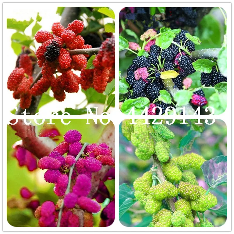 

Heirloom Fruit Bonsai 200 pcs Blackberry Fruit Sweet Black Berry Giant Blackberries Triple Crown Blackberry Black Mulberry