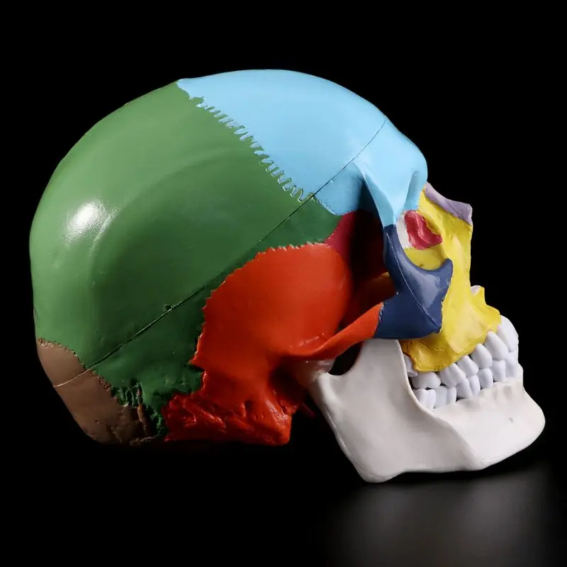 Красочные модели черепа в натуральную величину, анатомическая анатомия, медицинское обучение, скелетная голова, Обучающие принадлежности