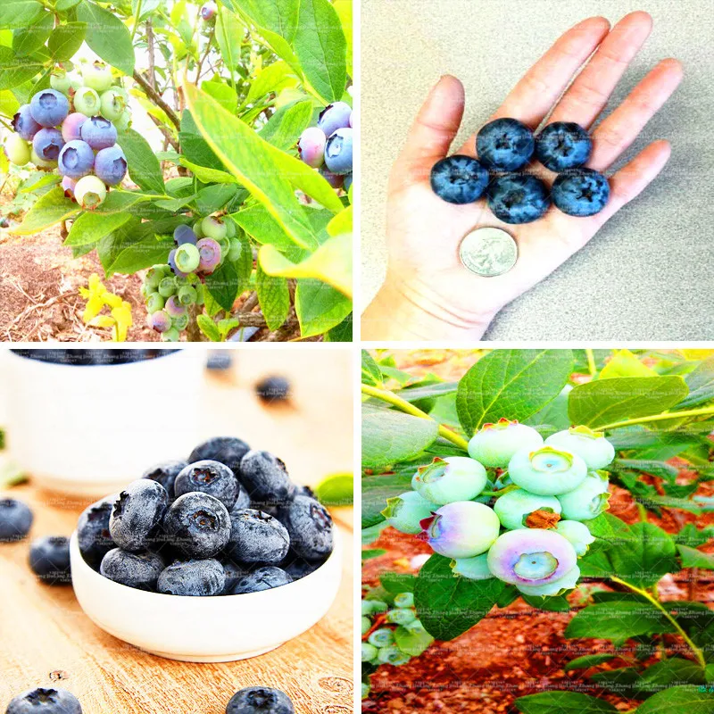 

100pcs Giant Sweet Blueberry plant Nutritious Delicious Courtyard Non-transgenic health