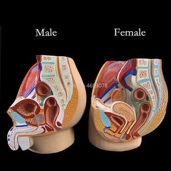 Male & Female Pelvic Anatomy Model – Reproductive System Medical Teaching Tool 1