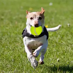 Щенок интерактивное обучение игрушка собака теннисный мяч 6,3 см ПЭТ жевать игрушки Подпись детские игрушки мяч для собак учебные материалы