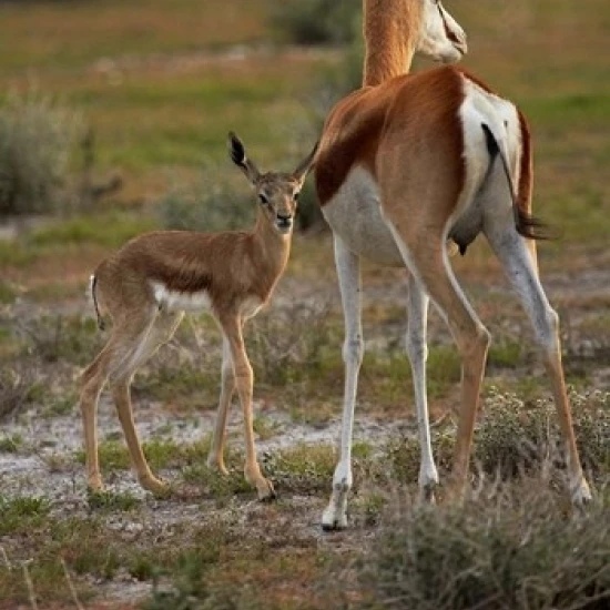 Springbok fawn and mother  Etosha NP  Namibia  Africa. Poster Print by David Wall (24 x 35)