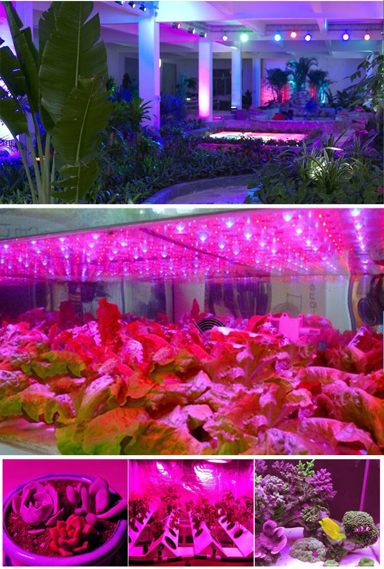 Borbede Led Grow Light 50W Full Spectrum Full Spectrum for Vegetable Flower Indoor Plants Grow Light фитолампа