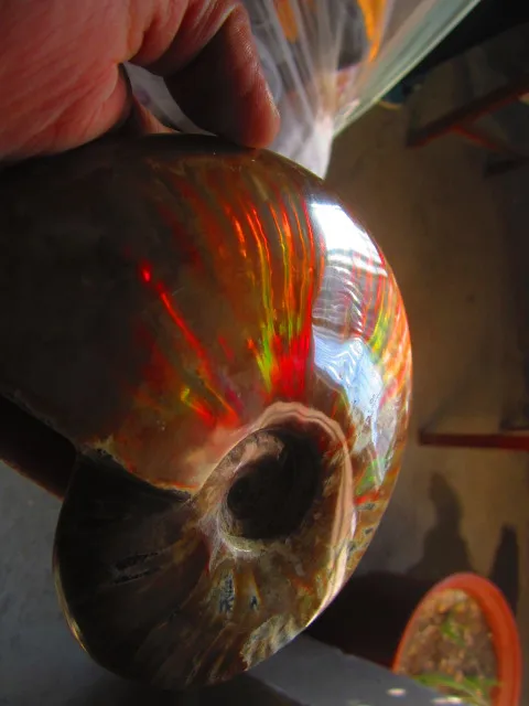 Best Price 1308g(2.87 lb) Iridescent Ammonite Ammolite Specimen Fossil Madagascar DFB124