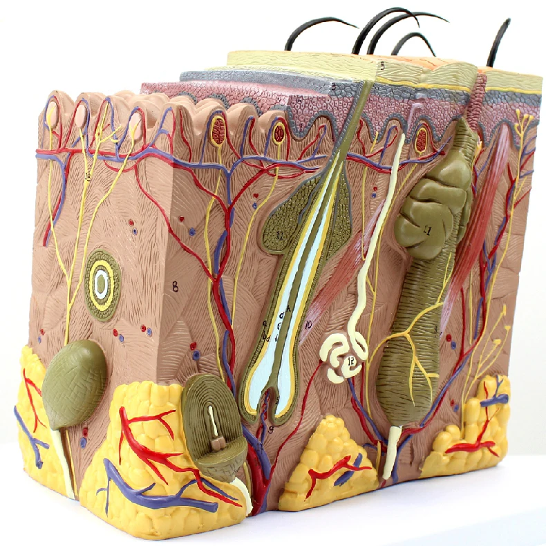 Кожа модель дерматологии доктор пациента коммуникационная модель красоты микроскопическая кожа анатомическая модель человека
