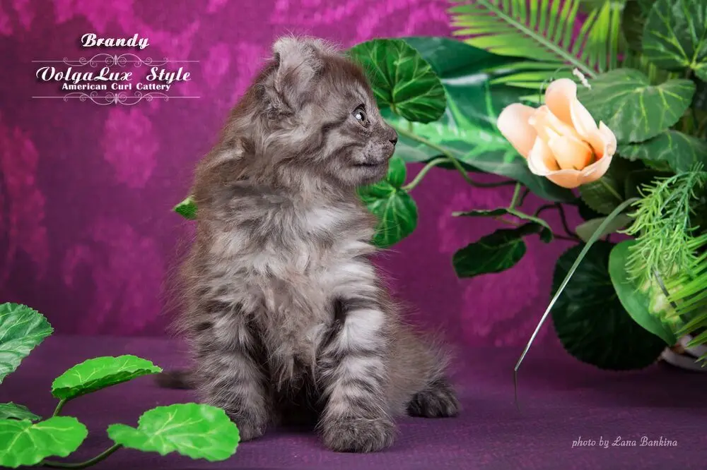 Задник для фотосъемки Damask тканевый фон студийной съемки детей напольное