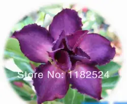 20 + Свежие Редкие "Экстрим-в" адениум тучный semillas-Bonsai Desert Rose Flower завод semillas sementes