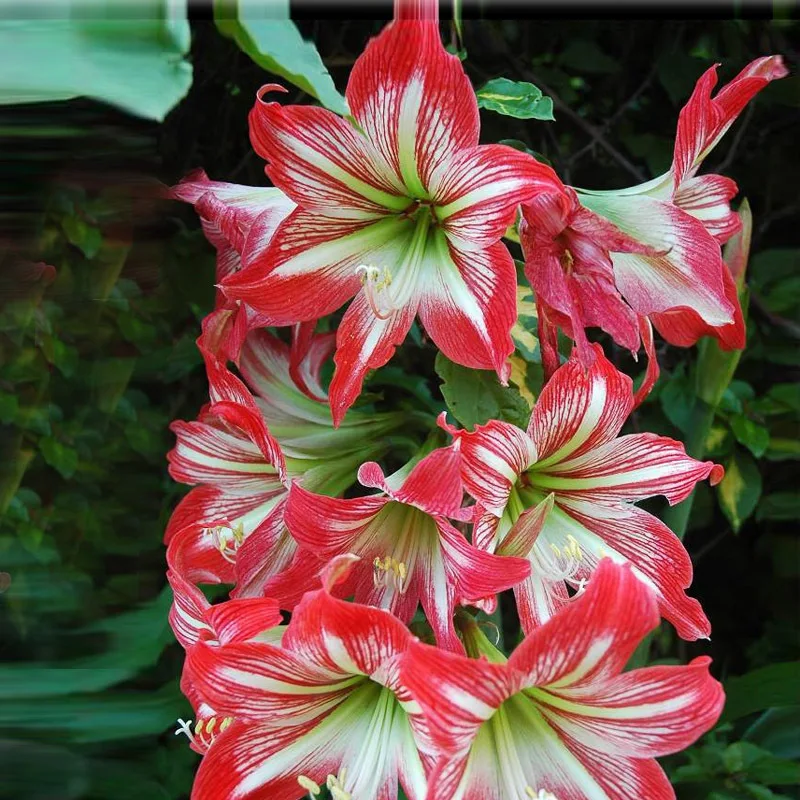

2018 Real Top Fashion Outdoor Plants Sementes Amaryllis bonsai Bonsai Hippeastrum Gorgeous Color Flower 20pcs + Mystery Gift