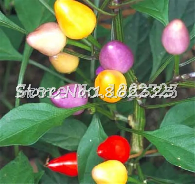 Details about   Mixed Colors Square Sweet Pepper Bonsai Edible Vegetables Plants 100 PCS Seeds D 