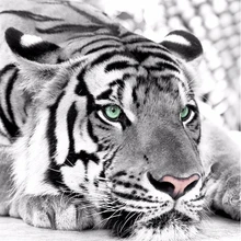 Download 780 Background Hijau Harimau HD Terbaru