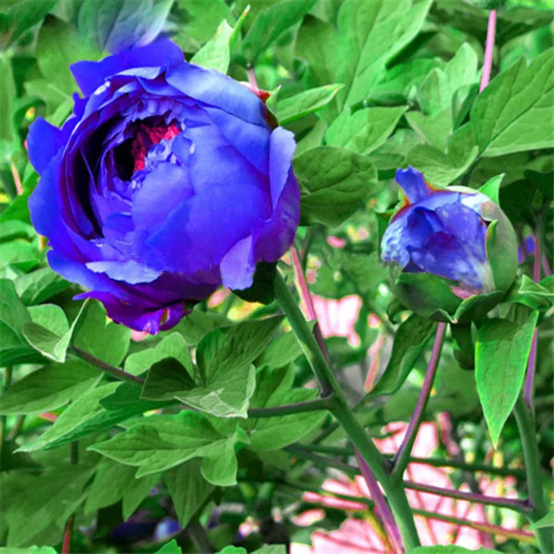 Rare Blue Peony Potted Seed Peony Flower Seed Garden Plants 10pcsin