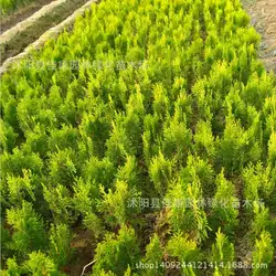 Sa Jinbo дерево бонсай свежесобранные растительные головки Huang Bo Huang Jinbo arborvitae завод реальный выстрел г/упак. 200