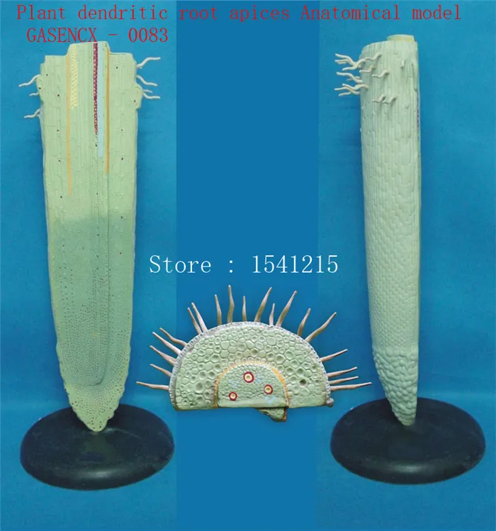

Plant anatomical model Biological teaching model Plant tissue Plant dendritic root apices Anatomical model - GASENCX - 0083