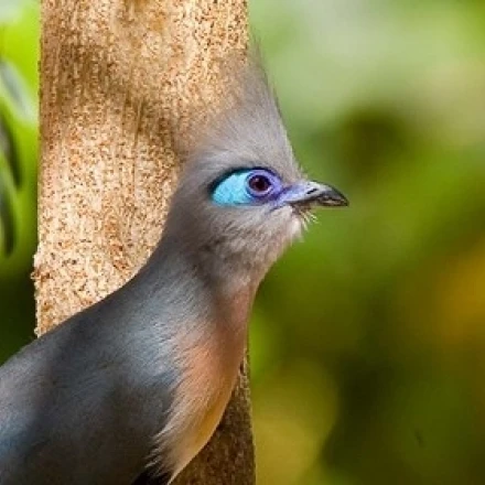 Madagascar  Crested coua bird next to tree Poster Print by Jaynes Gallery (17 x 14)
