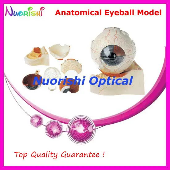 

E4601 Top Quality Guarantee Magnification 5X Anatomical Human Eye Eyeball Model Eyeball Lowest Shipping Costs