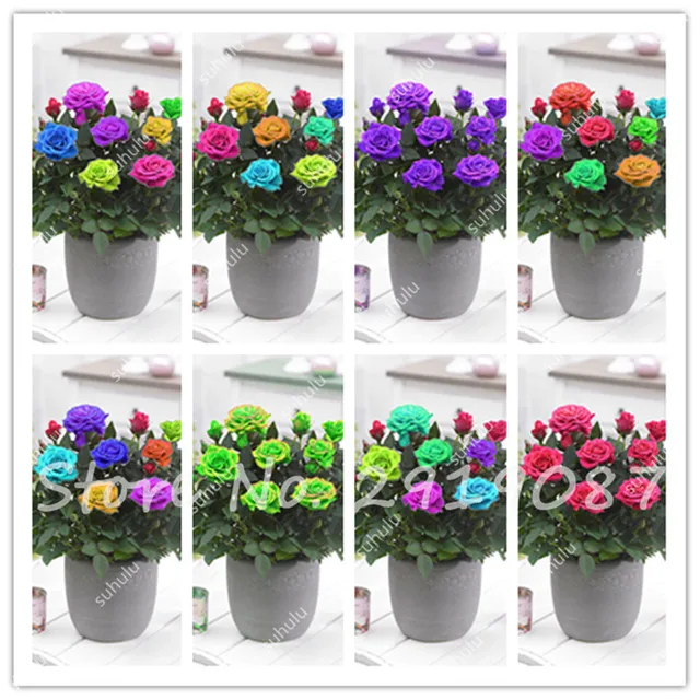 100 Pcs Mini Rose Bonsai Miniature Rose Seeds Bright And Beautiful ... 100 Pcs Mini Rose Bonsai Miniature Rose Seeds Bright And Beautiful ...