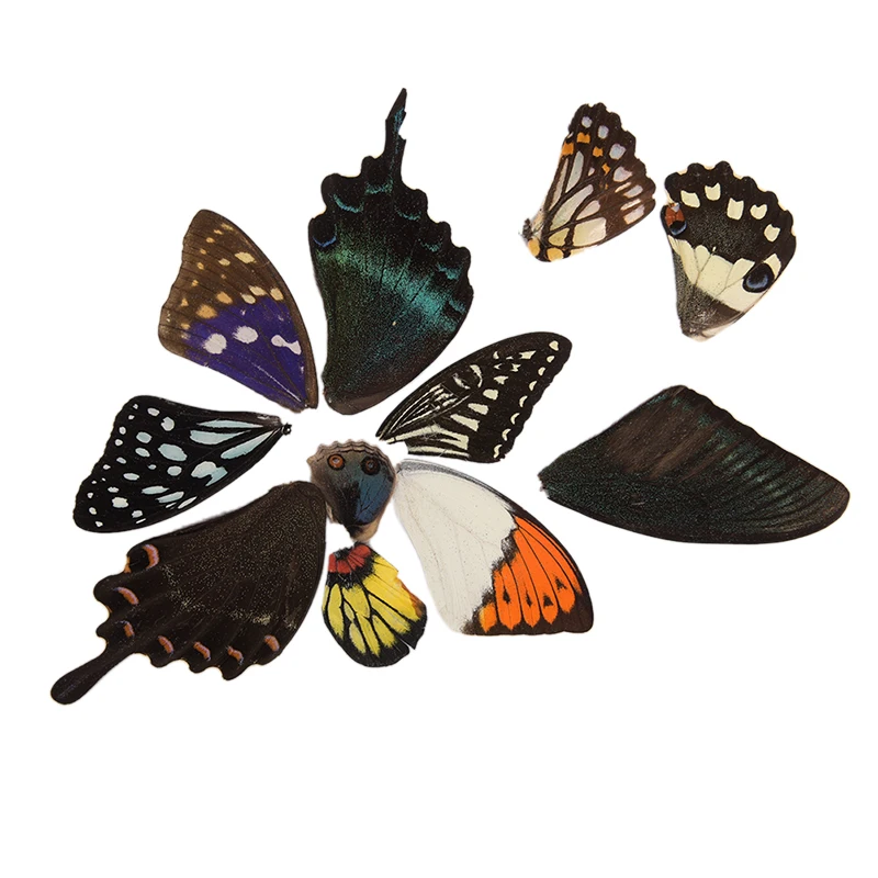 

100Pcs Real Butterfly Wings Random Gift DIY Jewelry Artwork Art Hand Craft