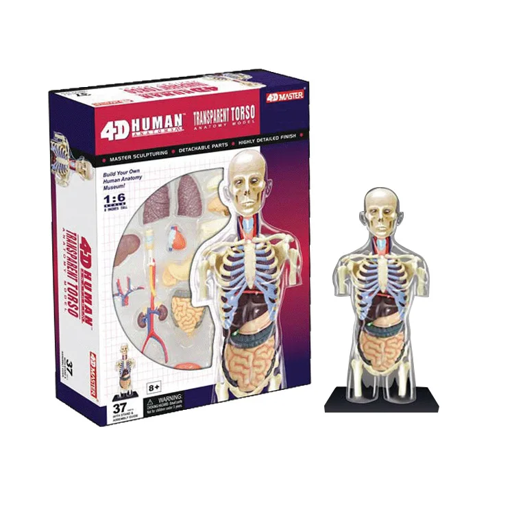 Образовательный Собранный 4d человеческий корпус прозрачный череп для изучения анатомии манекен сердце анатомия модель головоломка медицинская наука кукла игрушки 8"