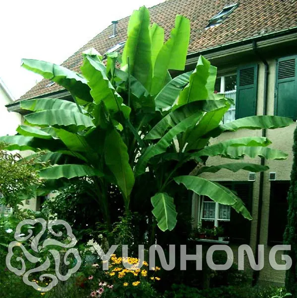 100/bag Banana tree bonsai Fruit plant Rare Small Mini Hainan Chinese