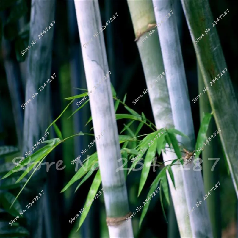 

10/50/100 Pcs Rare Giant Moso Bamboo Plant Bambu plant Bambusa Lako Tree Perennial Herb Interest for Home Garden