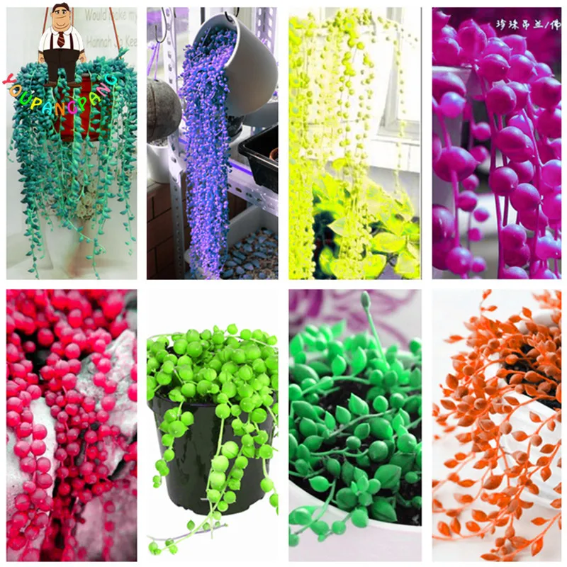 

Hot Sale 100pcs/Bag Rainbow Pearl Chlorophytum bonsai Beads Garden Succulentas Bonsai Potted Indoor Air Purification